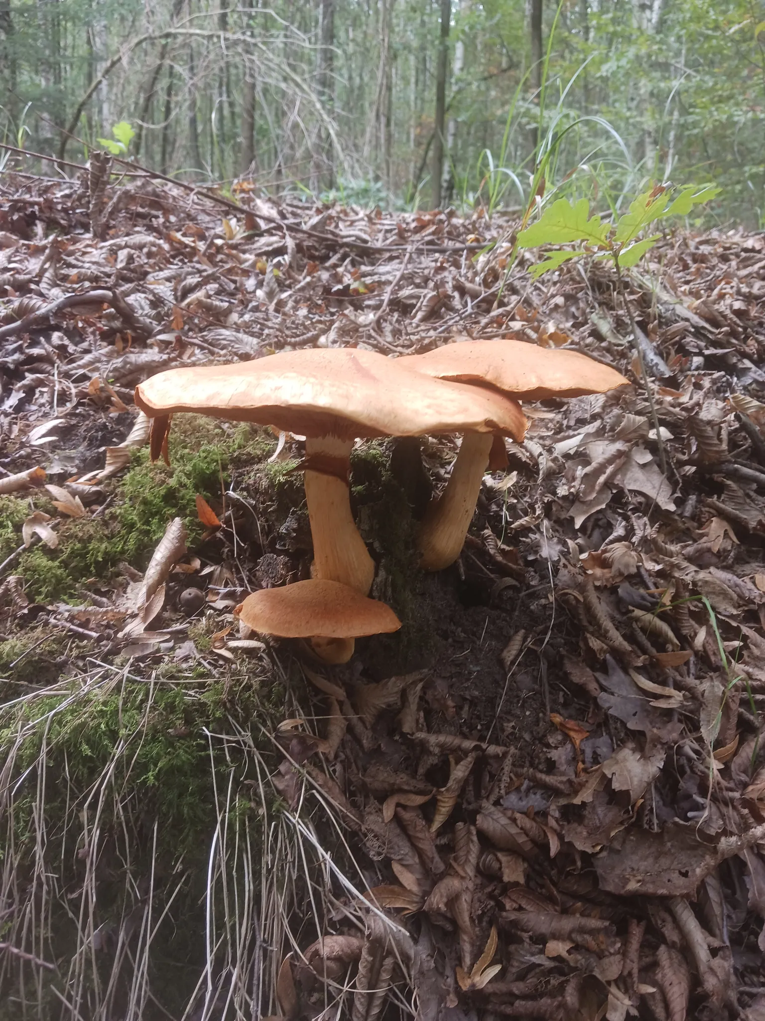 Afbeelding bij bericht van Hilde Boeren