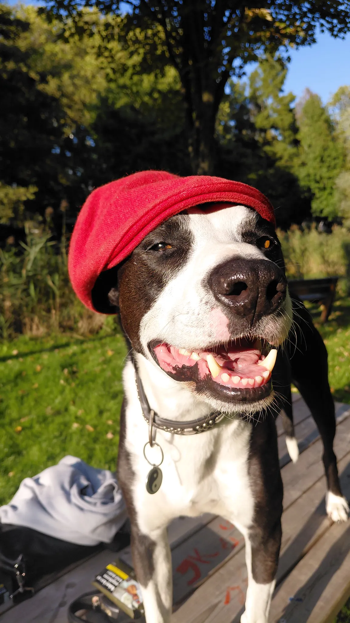 Afbeelding bij bericht van Meneer Hond Hond