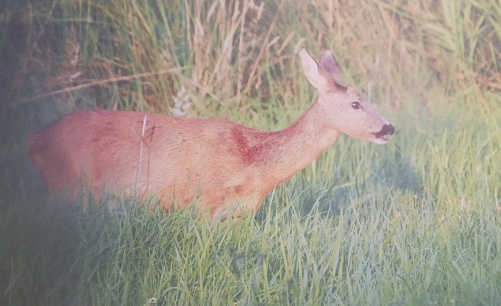 Afbeelding bij bericht van Hilde Boeren