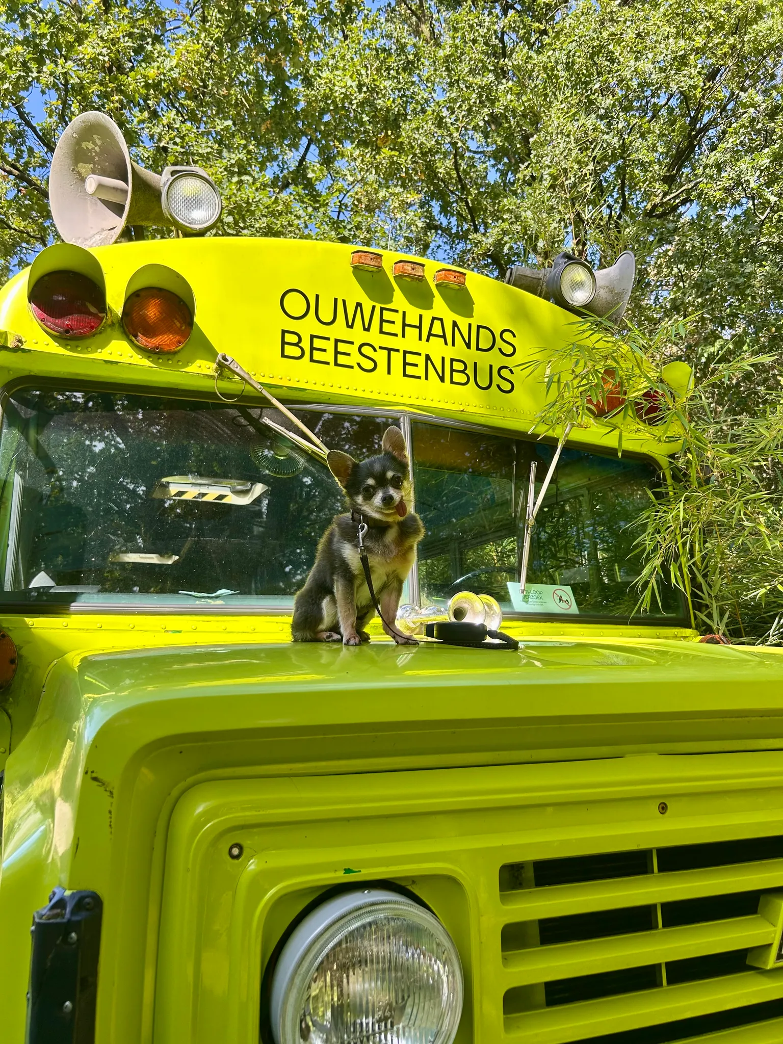 Afbeelding bij bericht van DeChihuahuaFamilie Familie