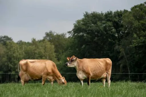 Afbeelding bij bericht van Jan Van DIJK