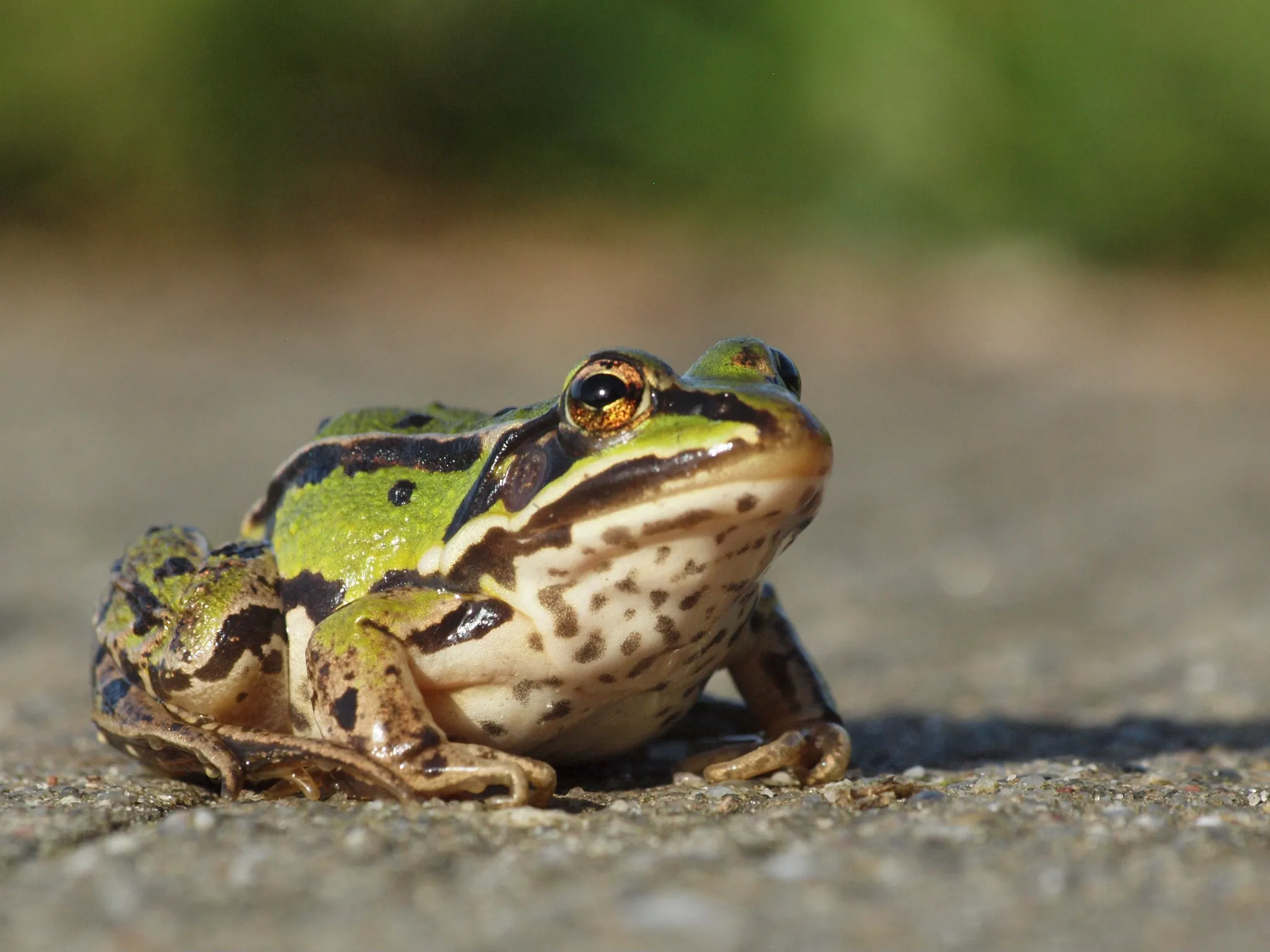 Afbeelding bij bericht van Petra Foppen
