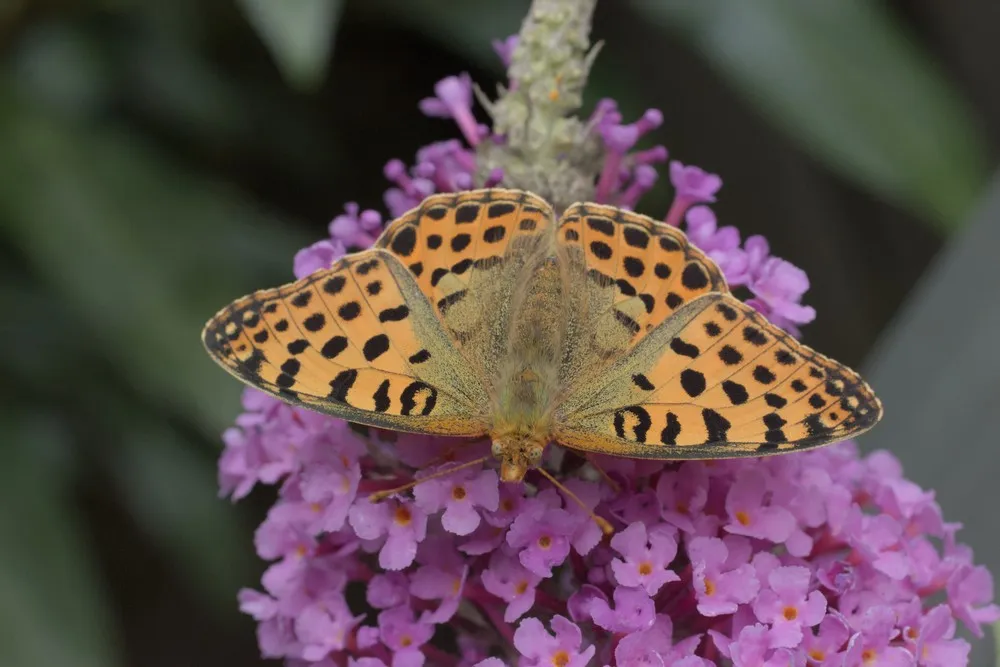 Afbeelding bij bericht van Miepmiep Toeter