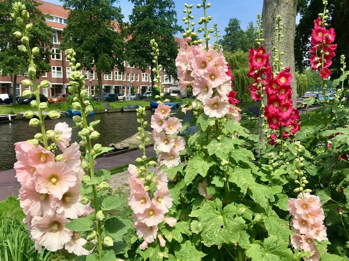 Afbeelding bij bericht van Aïda Peimaei