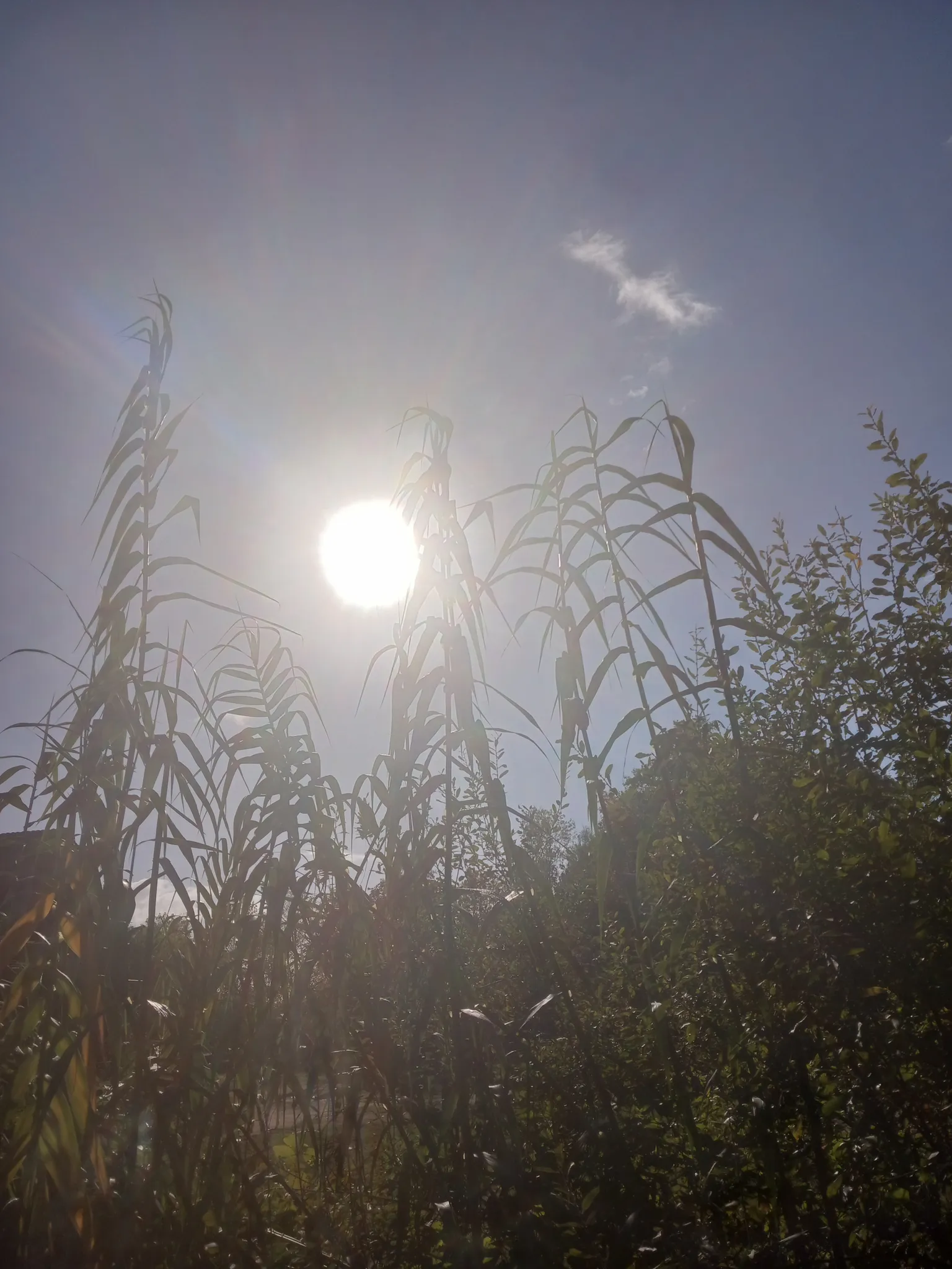 Afbeelding bij bericht van Hilde Boeren