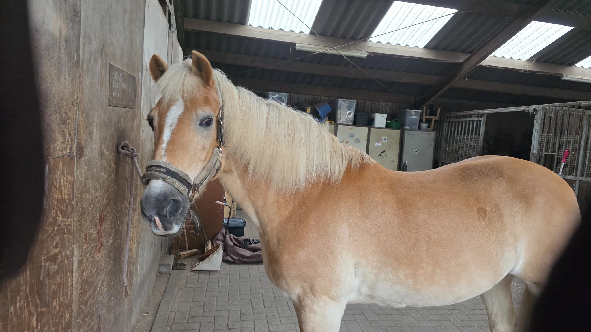 Afbeelding bij bericht van Carla Van Dorp