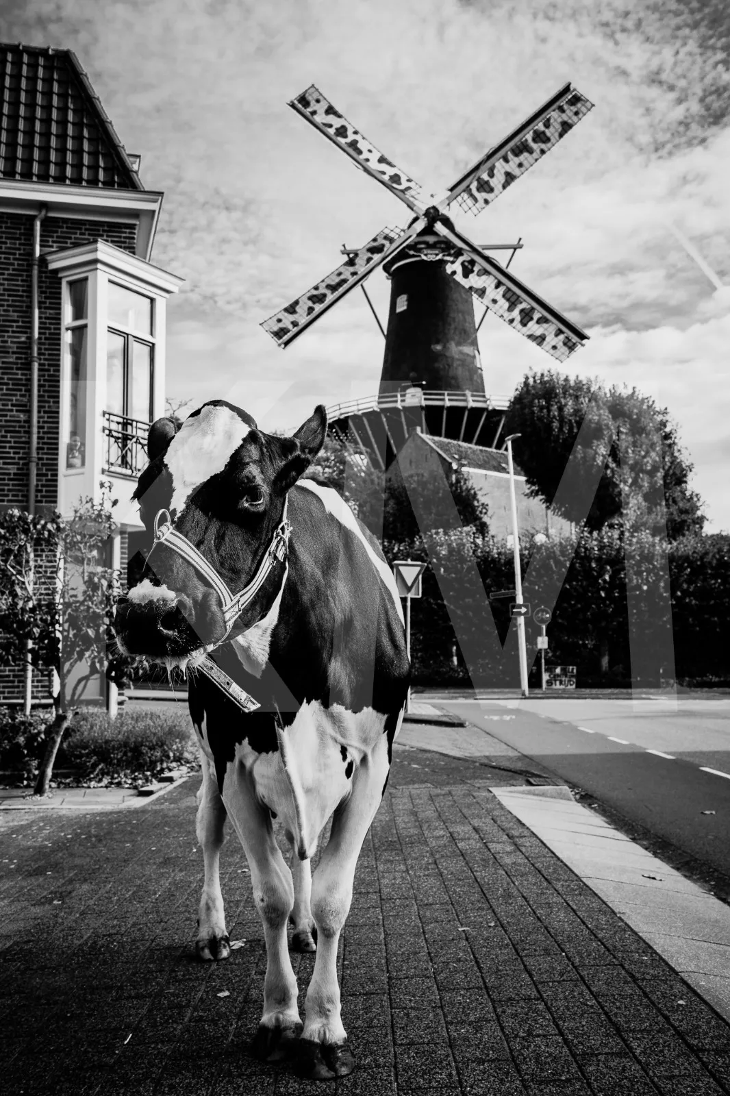 Afbeelding bij bericht van Mirte Damen Damen