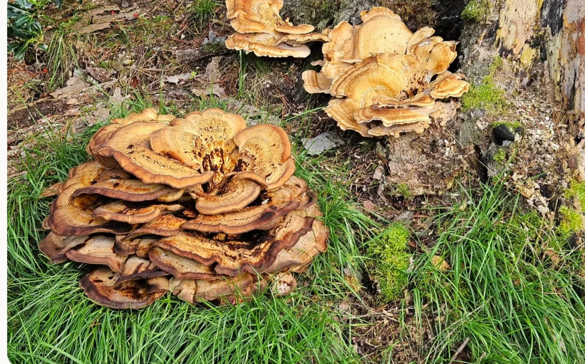 Afbeelding bij bericht van Zeist Zeist
