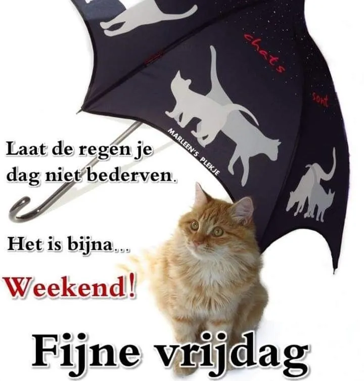 Afbeelding bij bericht van Hermien Nijland