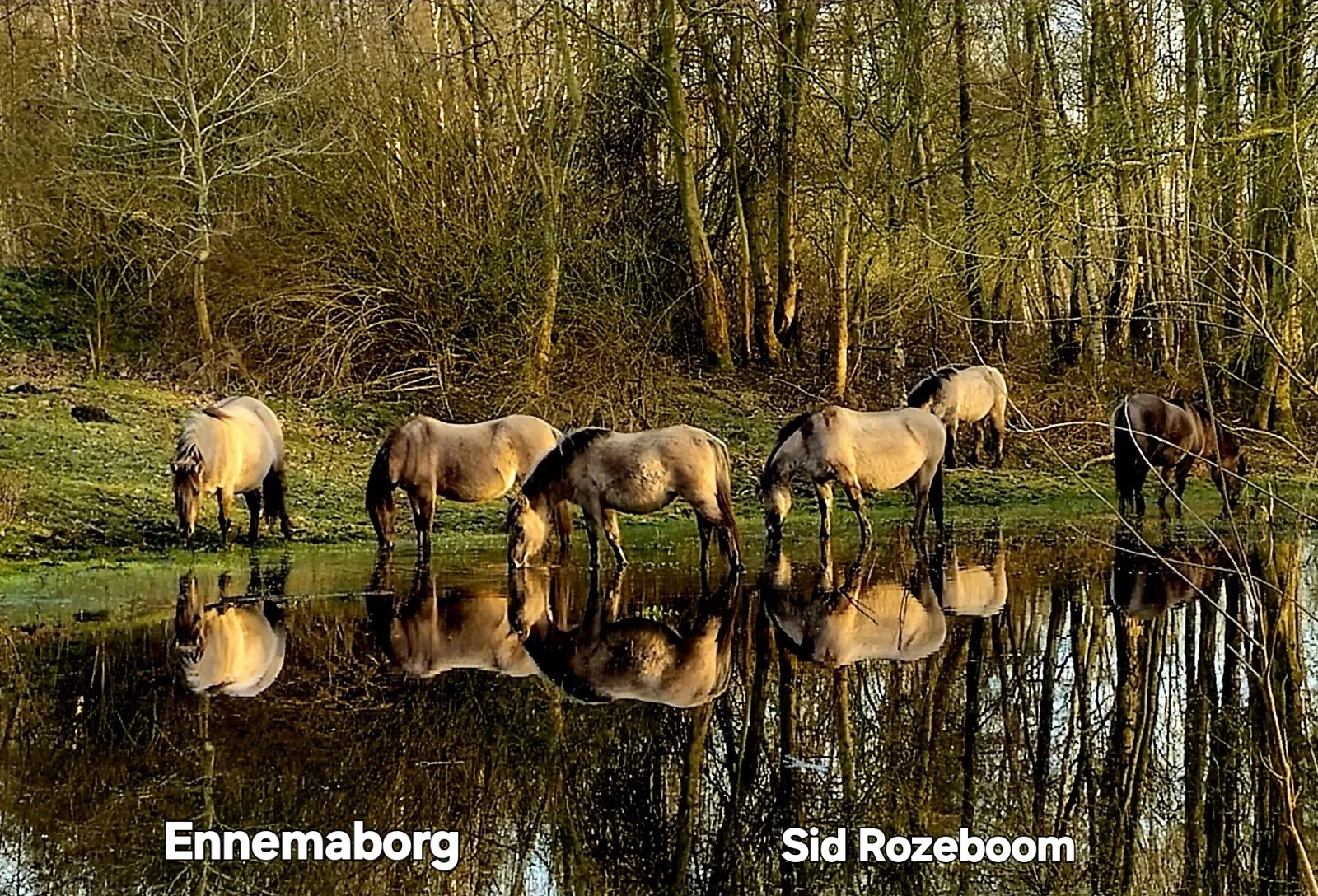 Afbeelding bij bericht van Sid Rozeboom