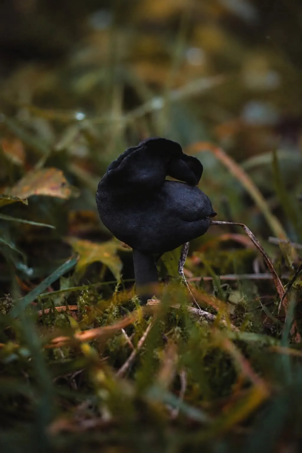 Afbeelding bij bericht van Jolanda 🦋 Vlinder