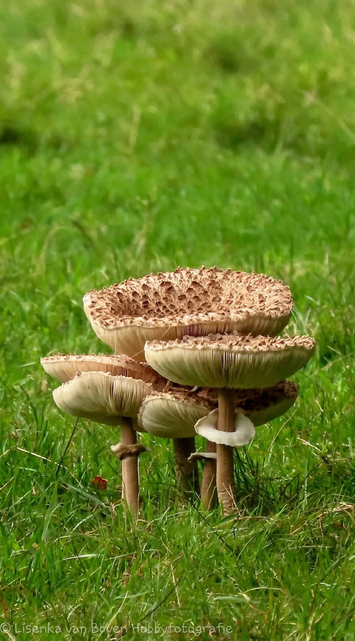 Afbeelding bij bericht van Lisenka Van Boven