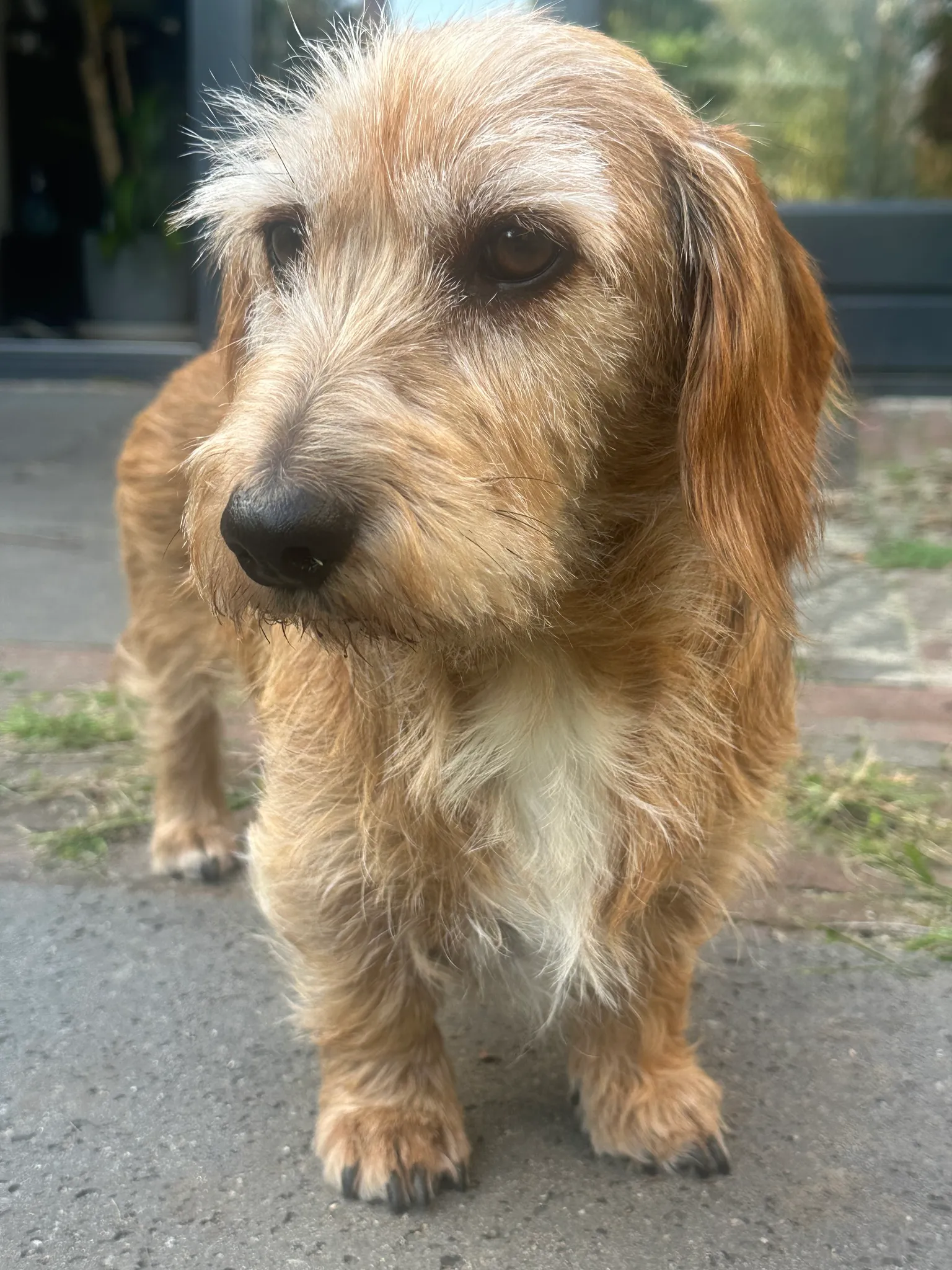 Afbeelding bij bericht van Chewie De Teckel