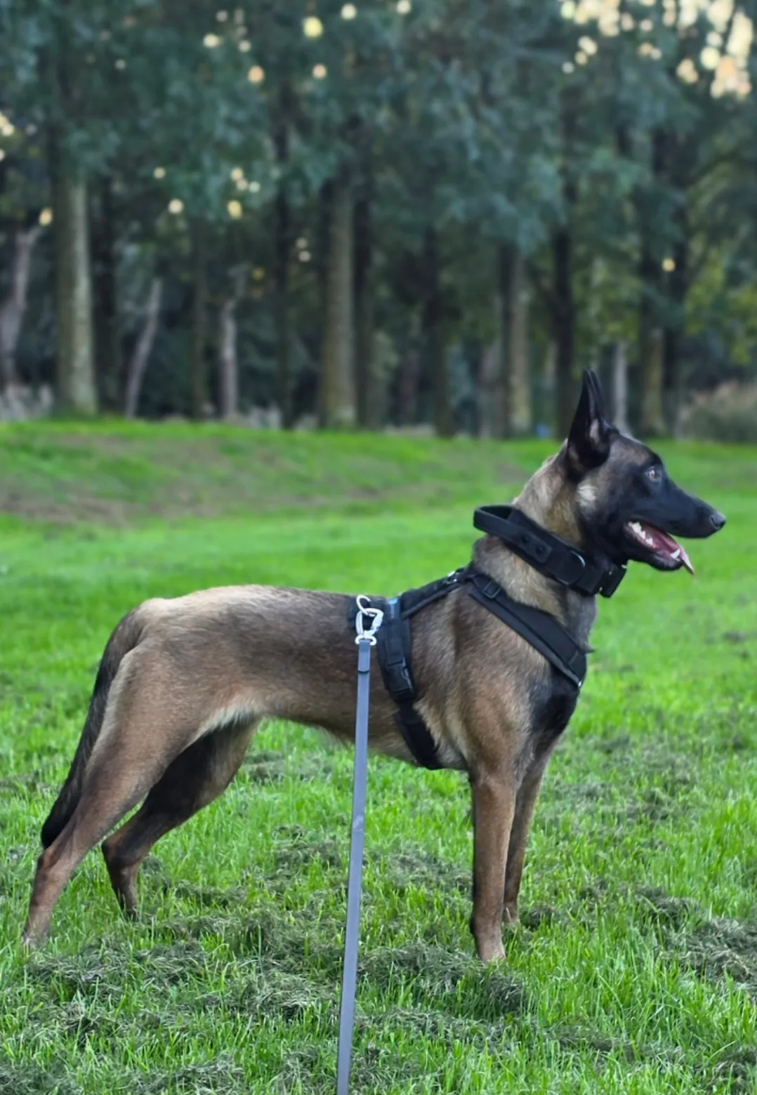 Afbeelding bij bericht van Roxy Rol