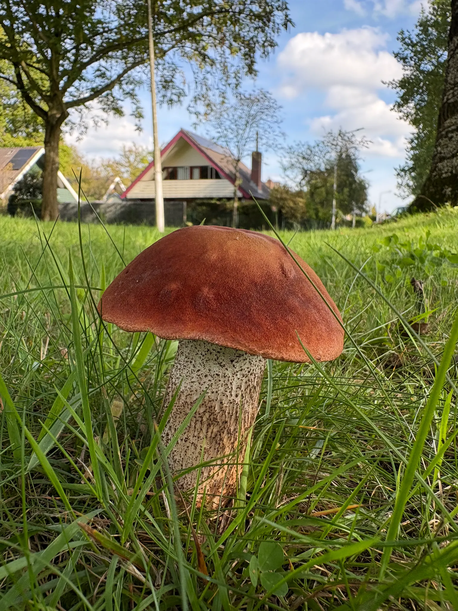 Afbeelding bij bericht van Roelie Keekstra-Kunst