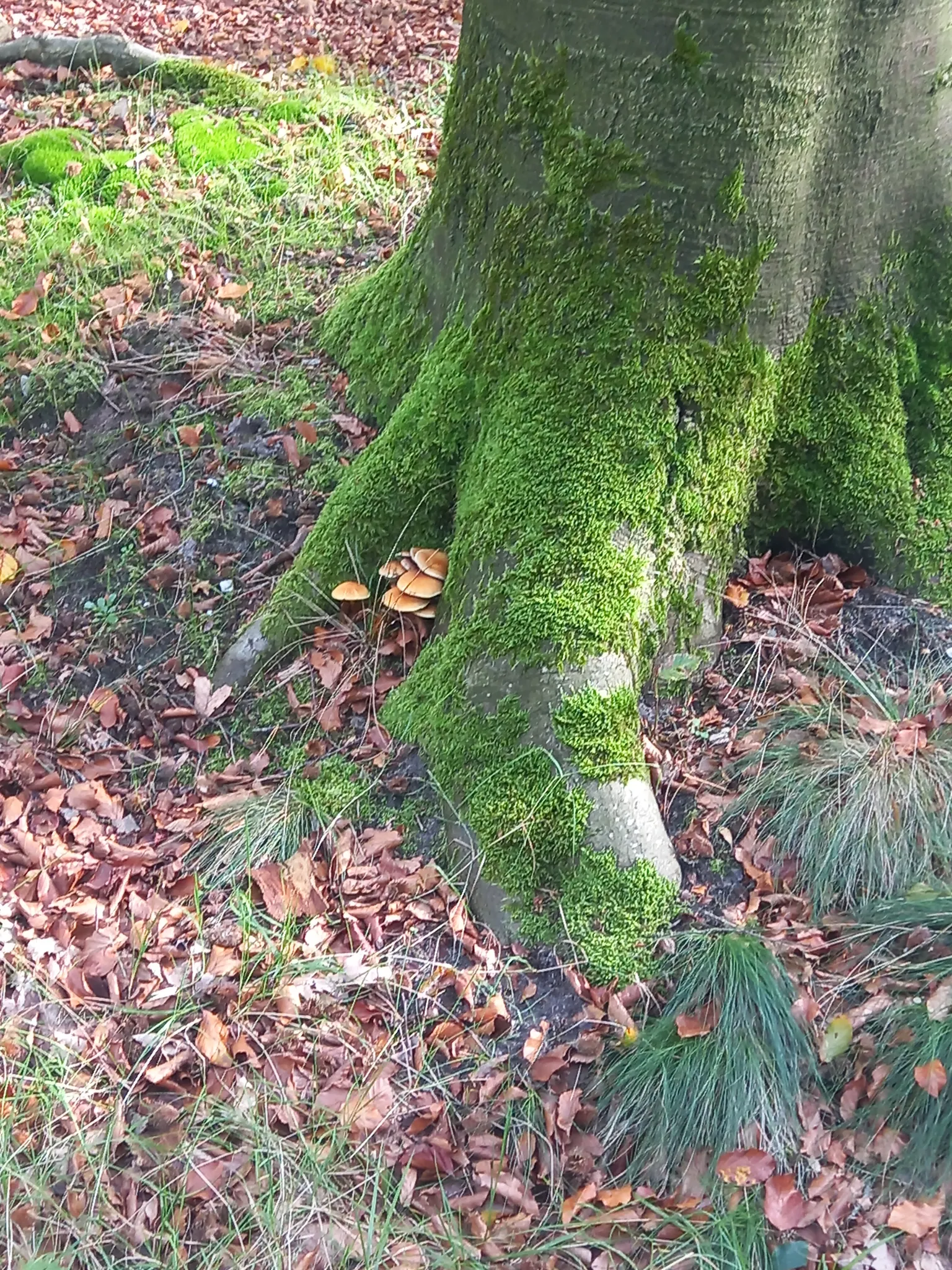 Afbeelding bij bericht van Allen ♻️ Allen van Rooten
