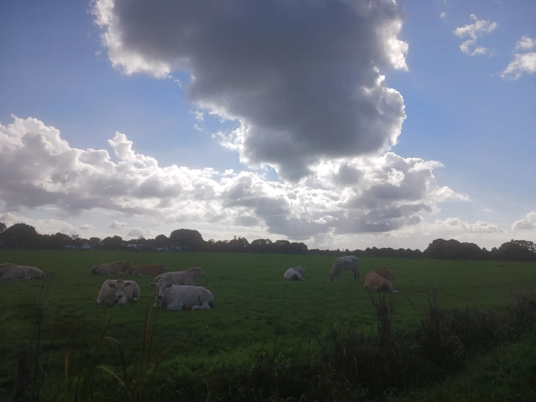 Afbeelding bij bericht van Hilde Boeren