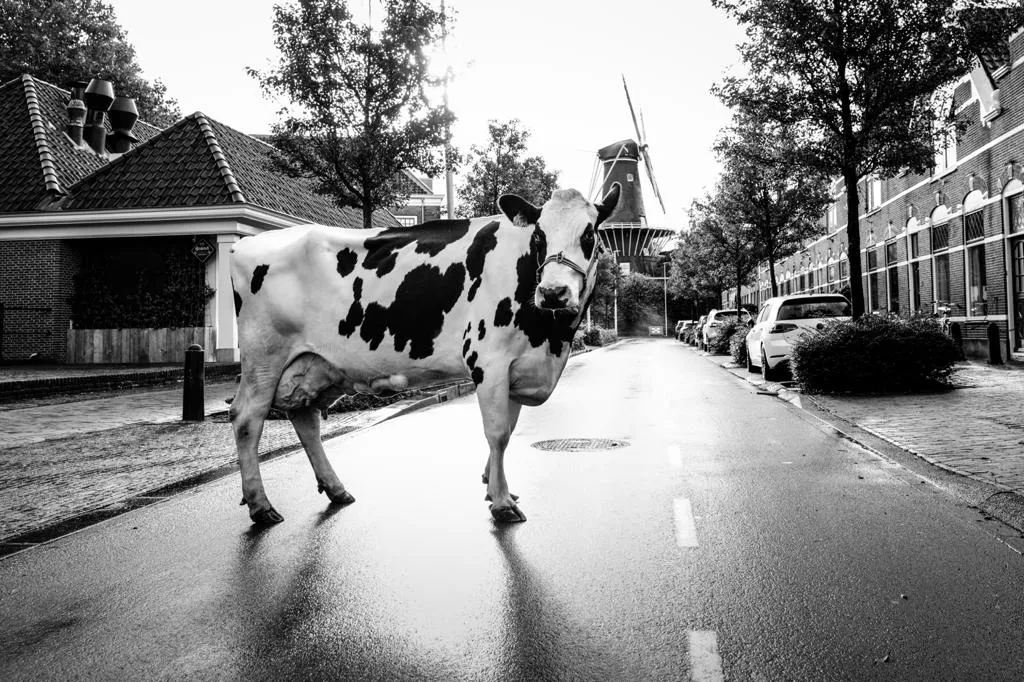 Afbeelding bij bericht van Mirte Damen Damen