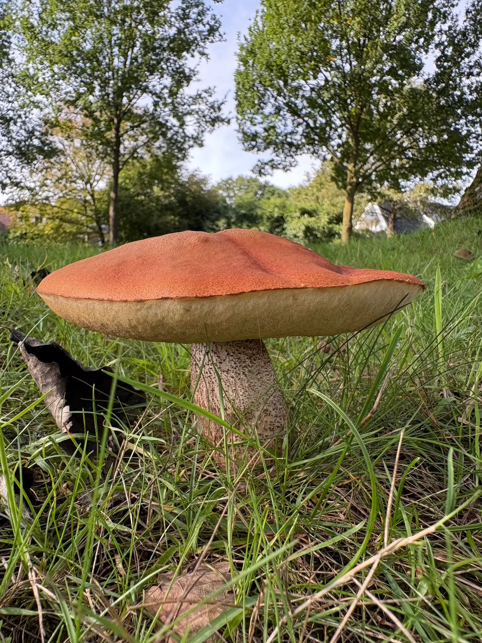 Afbeelding bij bericht van Roelie Keekstra-Kunst