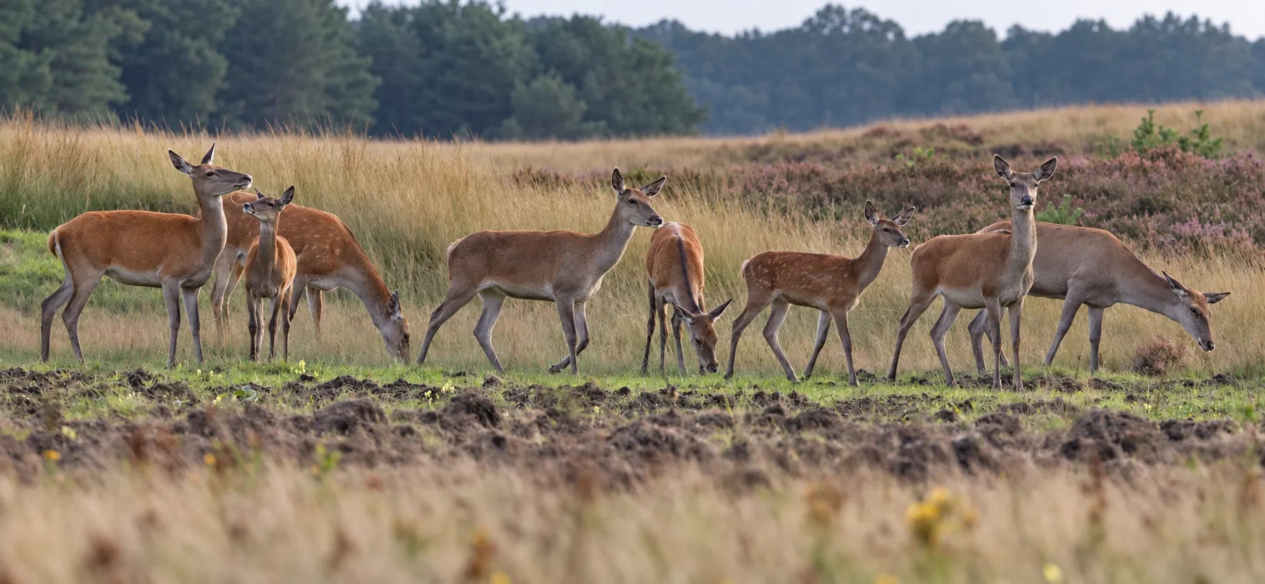 Afbeelding bij bericht van Henk Van de Graaf