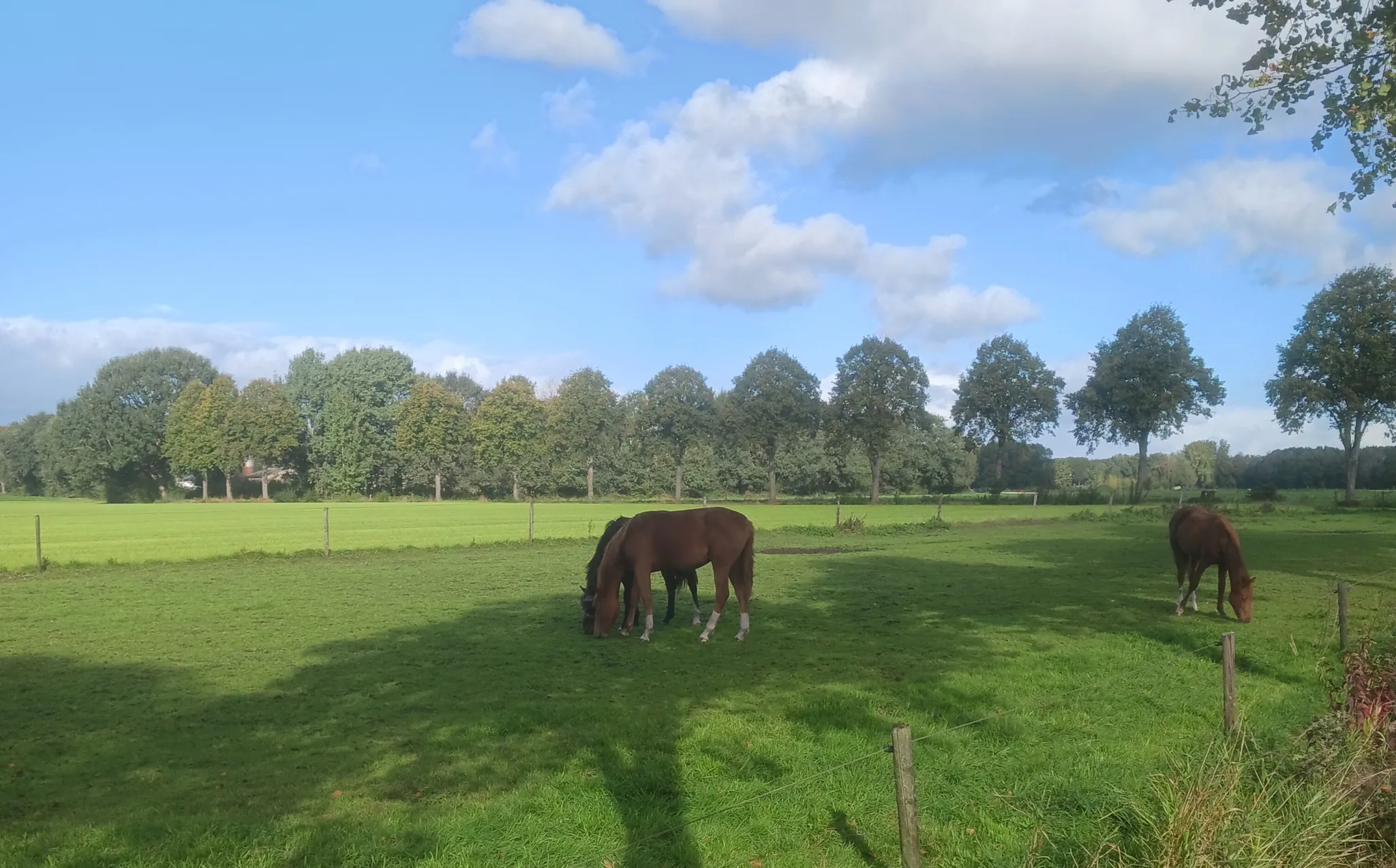 Afbeelding bij bericht van Hilde Boeren