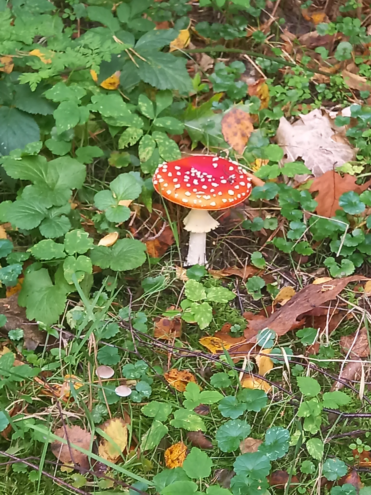 Afbeelding bij bericht van Allen ♻️ Allen van Rooten