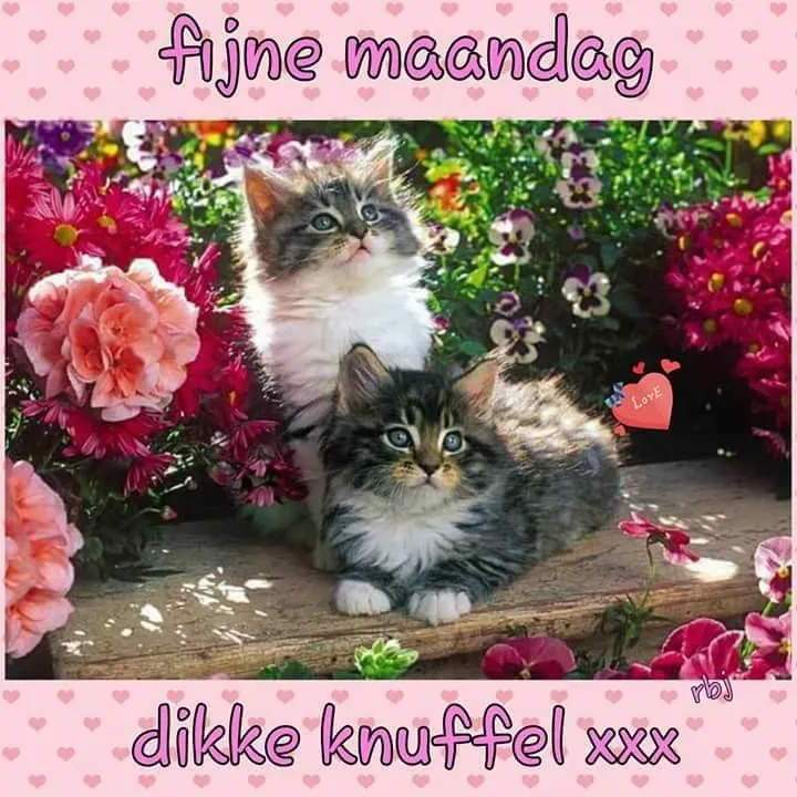 Afbeelding bij bericht van Hanny Prinsen