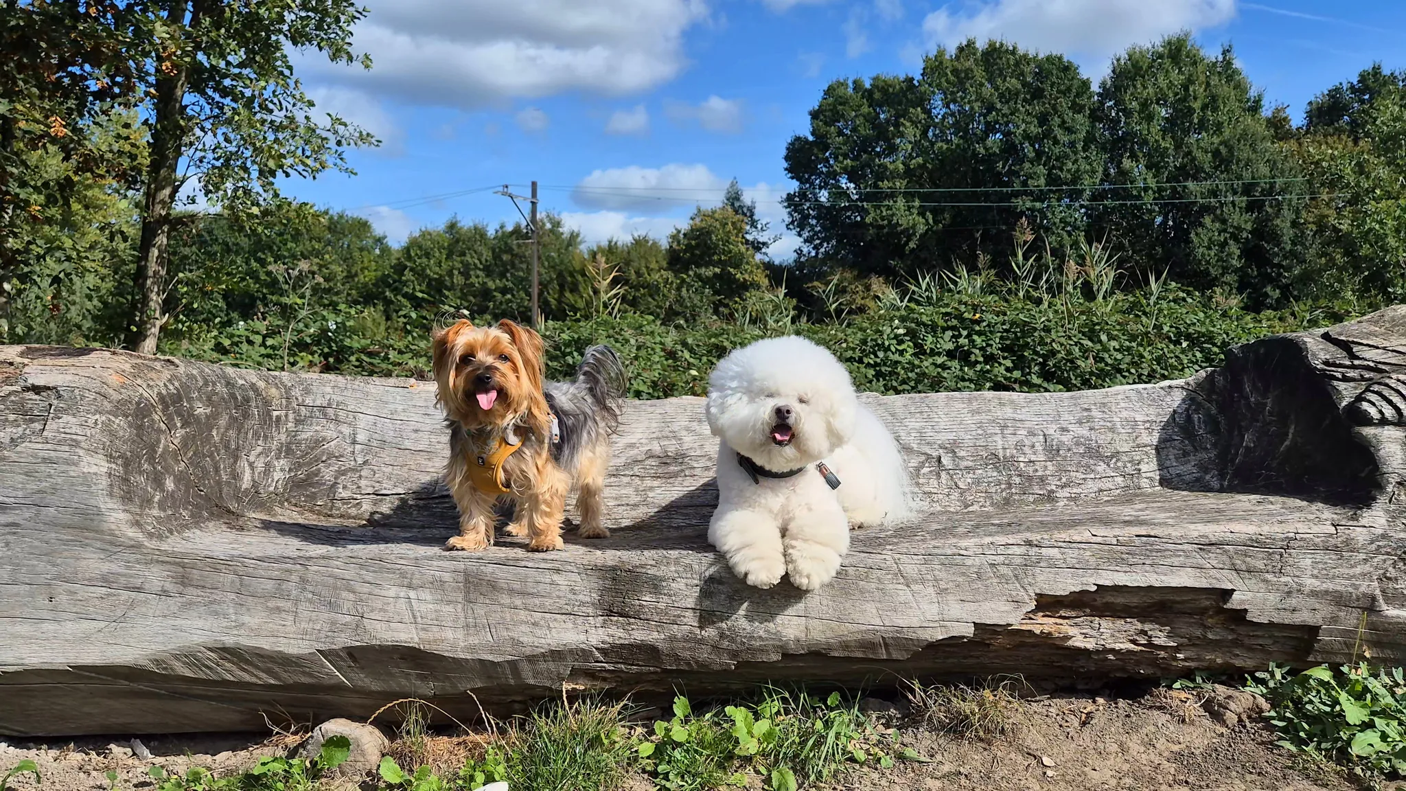 Afbeelding bij bericht van Paula Verwey