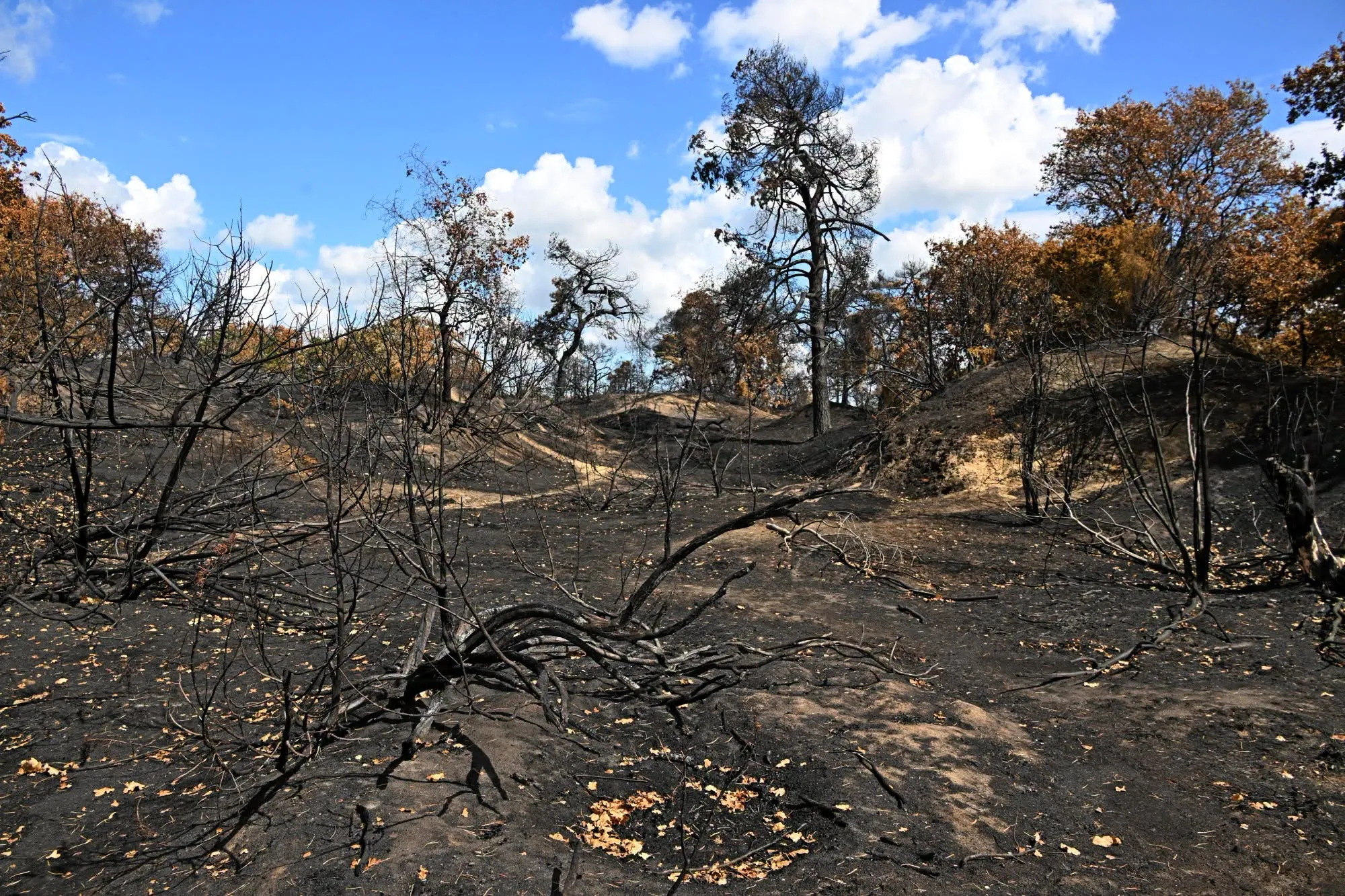 Afbeelding bij bericht van Het Limburgs Landschap Landschap