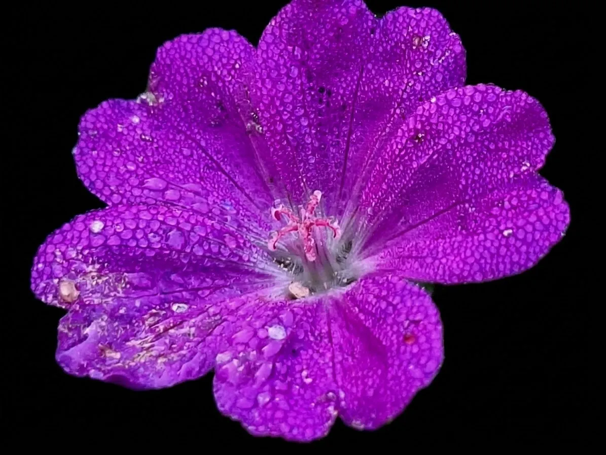 Afbeelding bij bericht van Diala G Buursema