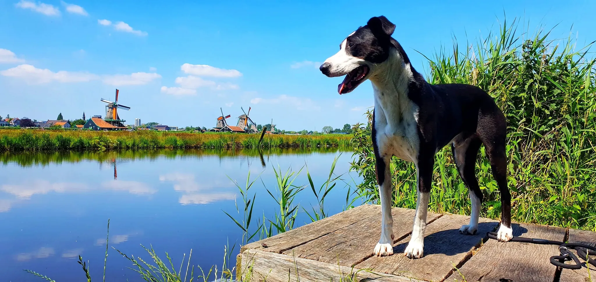 Afbeelding bij bericht van Meneer Hond Hond