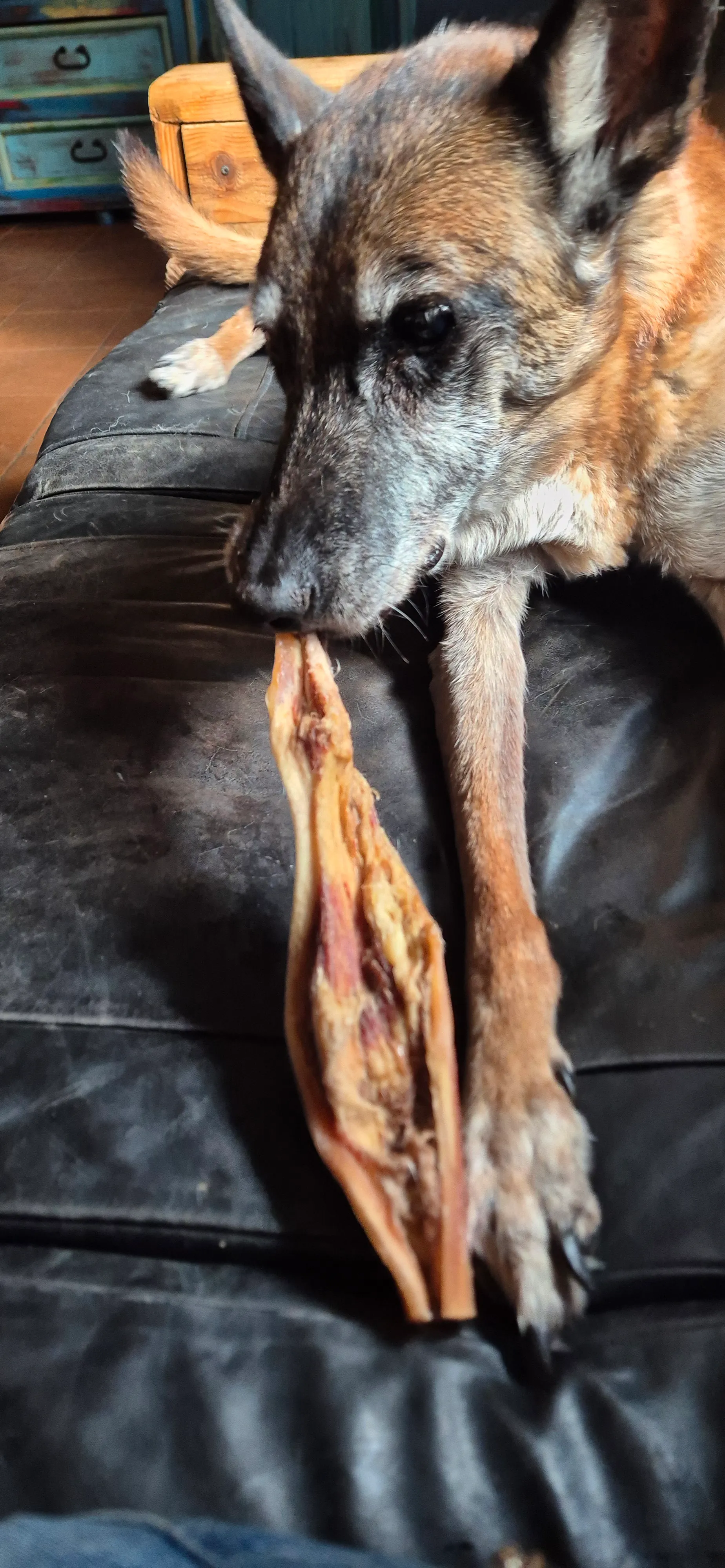 Afbeelding bij bericht van Doggy Femer