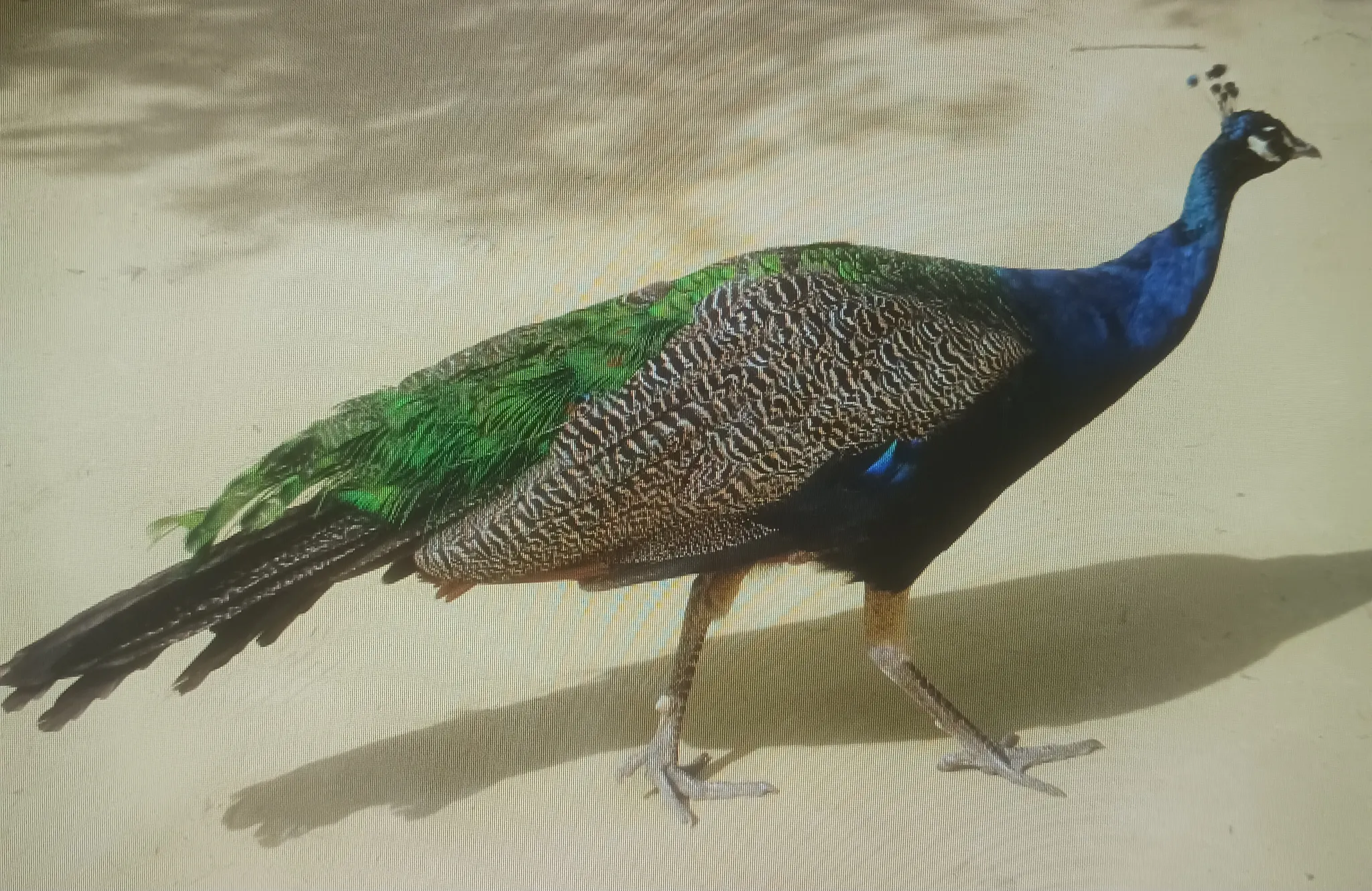 Afbeelding bij bericht van Hilde Boeren