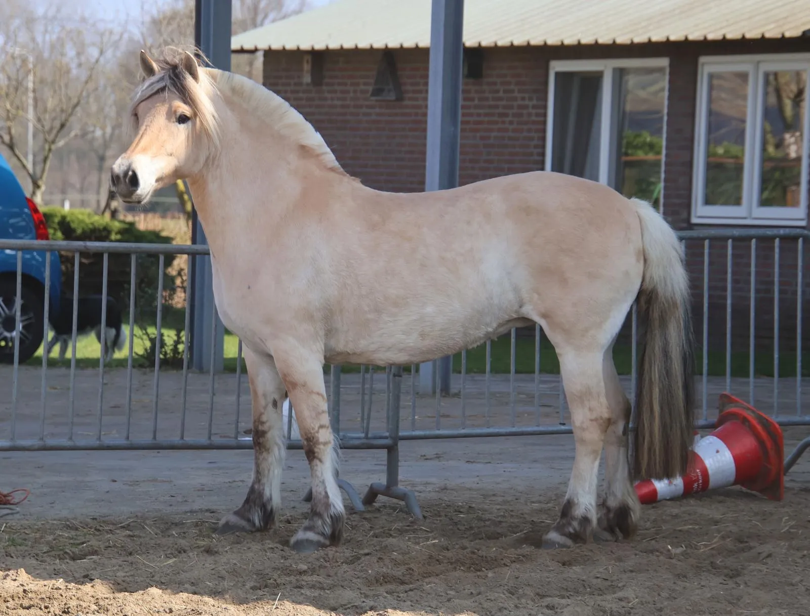 Afbeelding bij bericht van Annemarie Steegh